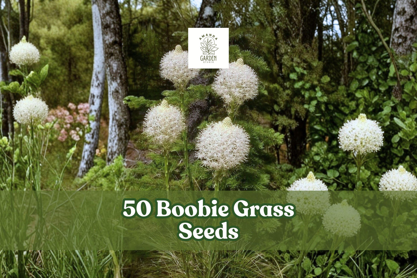 Boobie Grass Seeds, Ornamental Flowering Grass, Landscape Planting, Green Foliage, Decorative Seed Heads, Warm Climate, Garden Bed, Natural Landscape