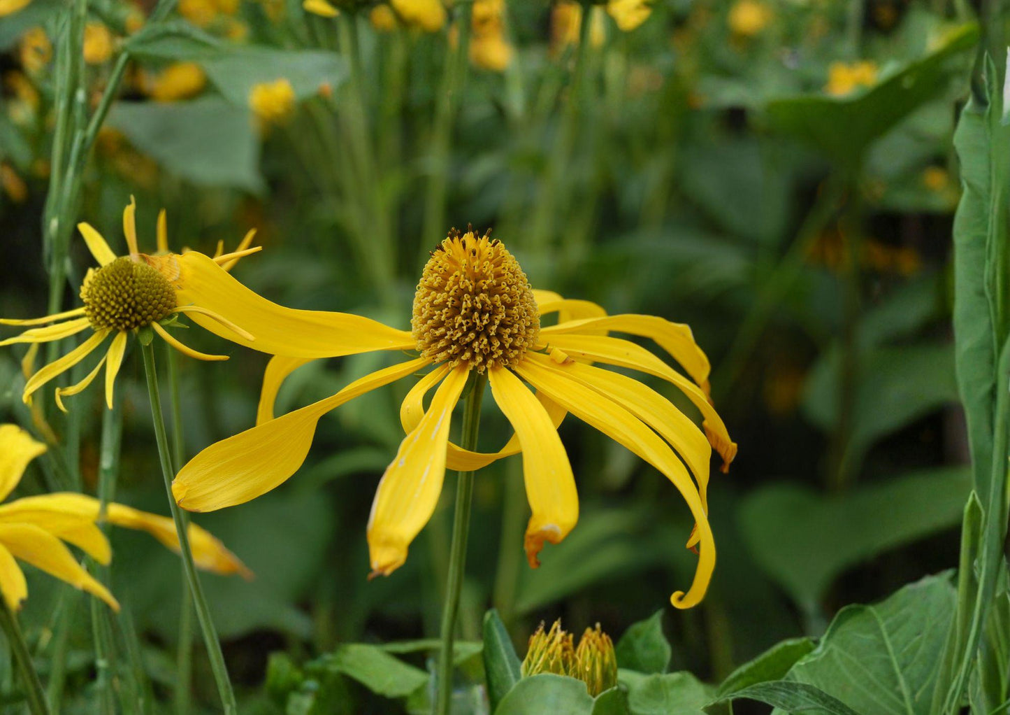 Cutleaf Coneflower Seeds – Rudbeckia laciniata var. ampla, Native Yellow Wildflower, Pollinator-Friendly, Moist Soil, 50 Seeds