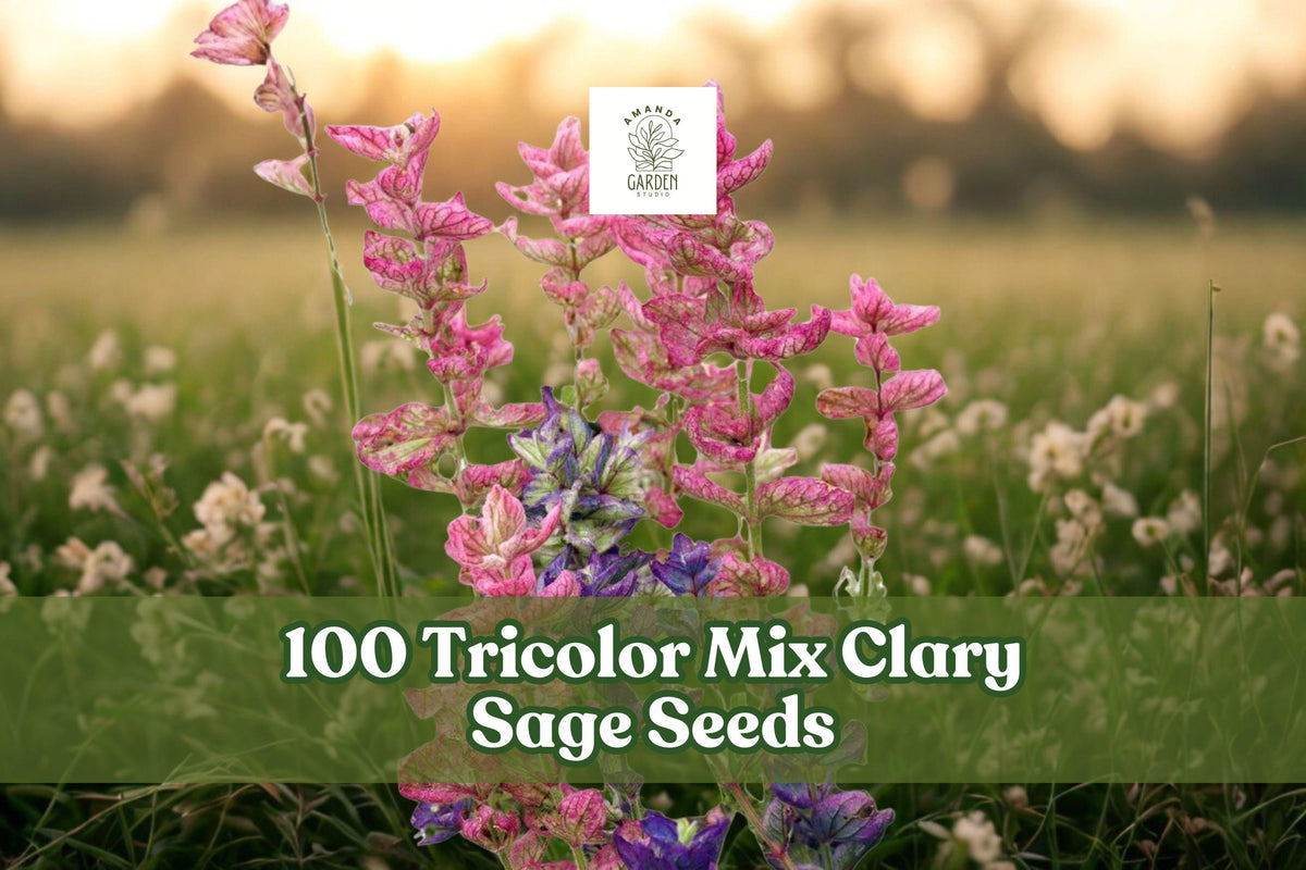 100 Tricolor Mix Clary Sage Seeds – Salvia viridis, Colorful Annual Flower for Garden Beds & Borders