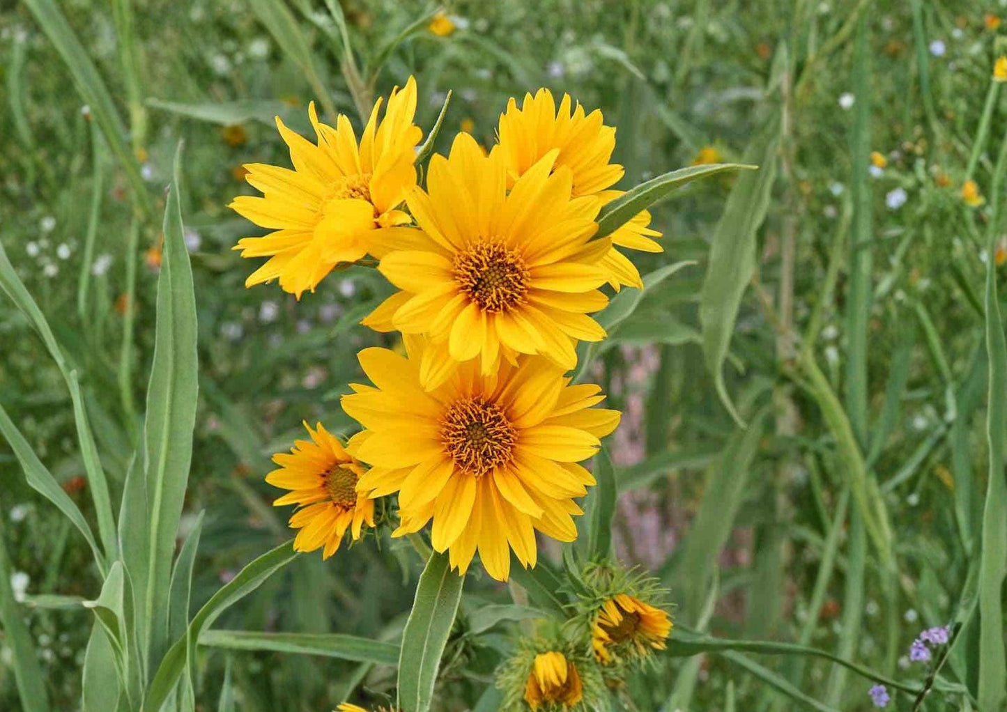 Maximilian Sunflower Seeds - Native Prairie Perennial with Bright Yellow Blooms, Helianthus maximiliani, 50 Seeds