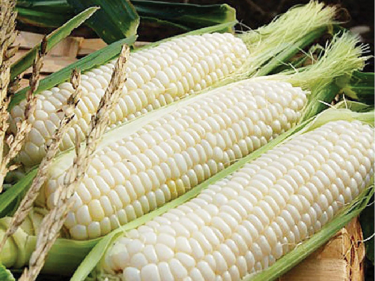 Silver Queen Sweet Corn Seeds – 50 Hybrid White Corn for Gardening, Juicy, Tender, Classic Flavor