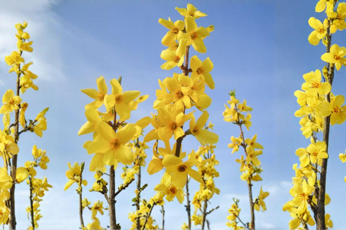 Weeping Forsythia Seeds - Golden Bell Shrub, Hardy Spring Blooms, Forsythia suspensa, Ornamental Garden Plant, 10 Seeds