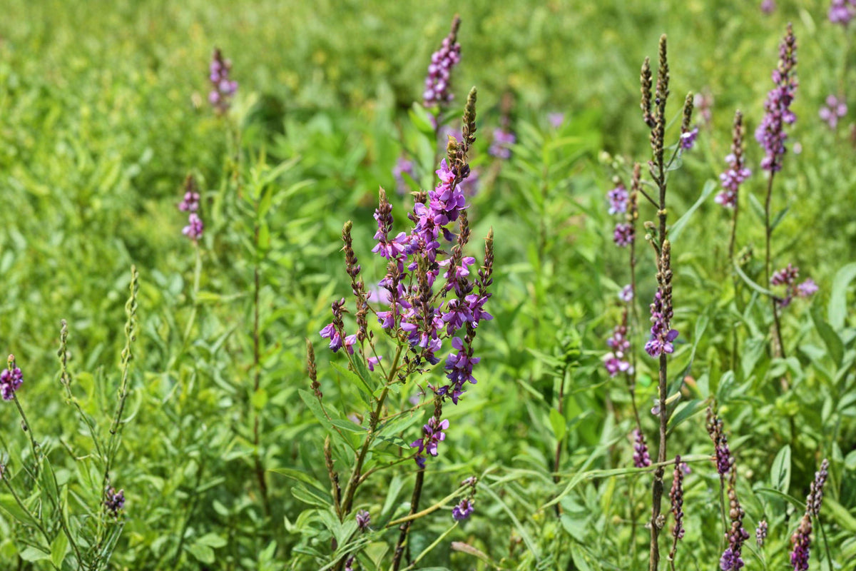 Showy Tick Trefoil Seeds - Native Pink Prairie Wildflower - Desmodium canadense - Perennial Pollinator Plant, Native North American Wildflower