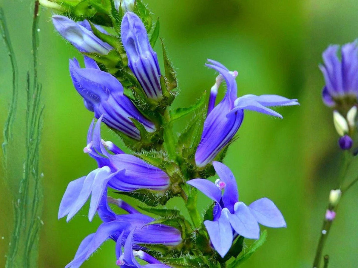 Blue Lobelia Seeds – Native Perennial Wildflower for Pollinator Gardens, Moist Soils, and Rain Gardens (100 Seeds)