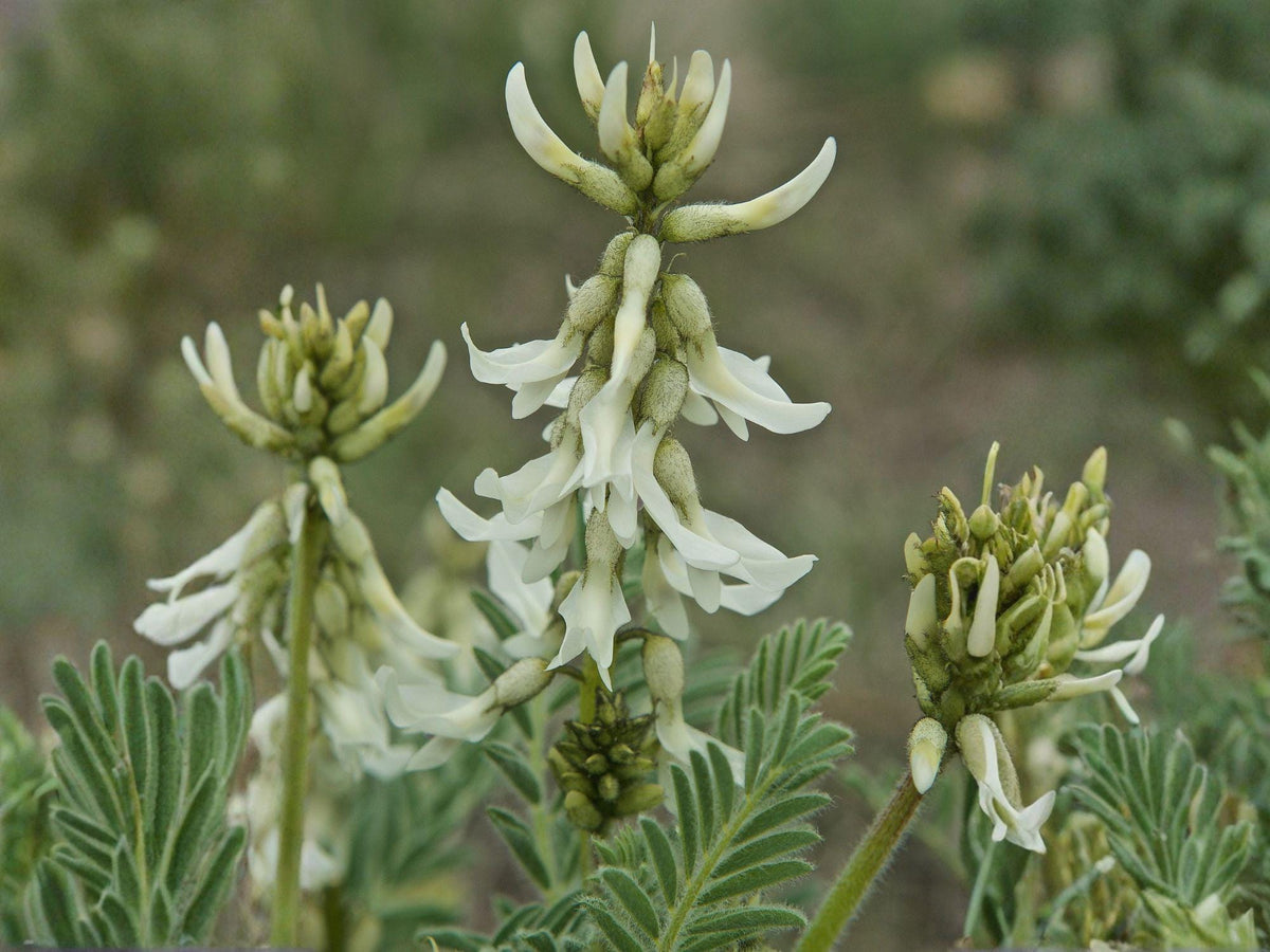 Astragalus drummondii Seeds – Woolly Milkvetch Native Prairie Legume with Cream Purple Flowers – Drought Tolerant Perennial Wildflower