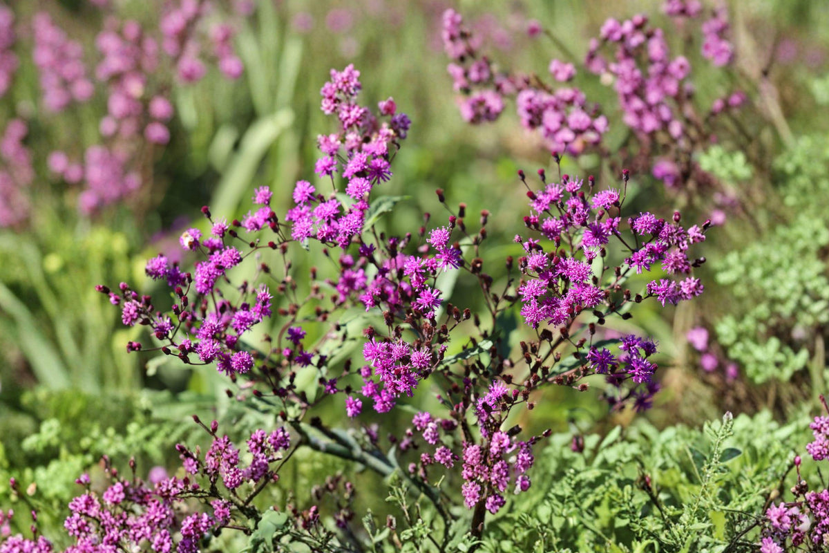 Giant Ironweed Seeds – Native Purple Wildflower, Pollinator Garden, Vernonia gigantea, Perennial for Prairie & Meadow Planting