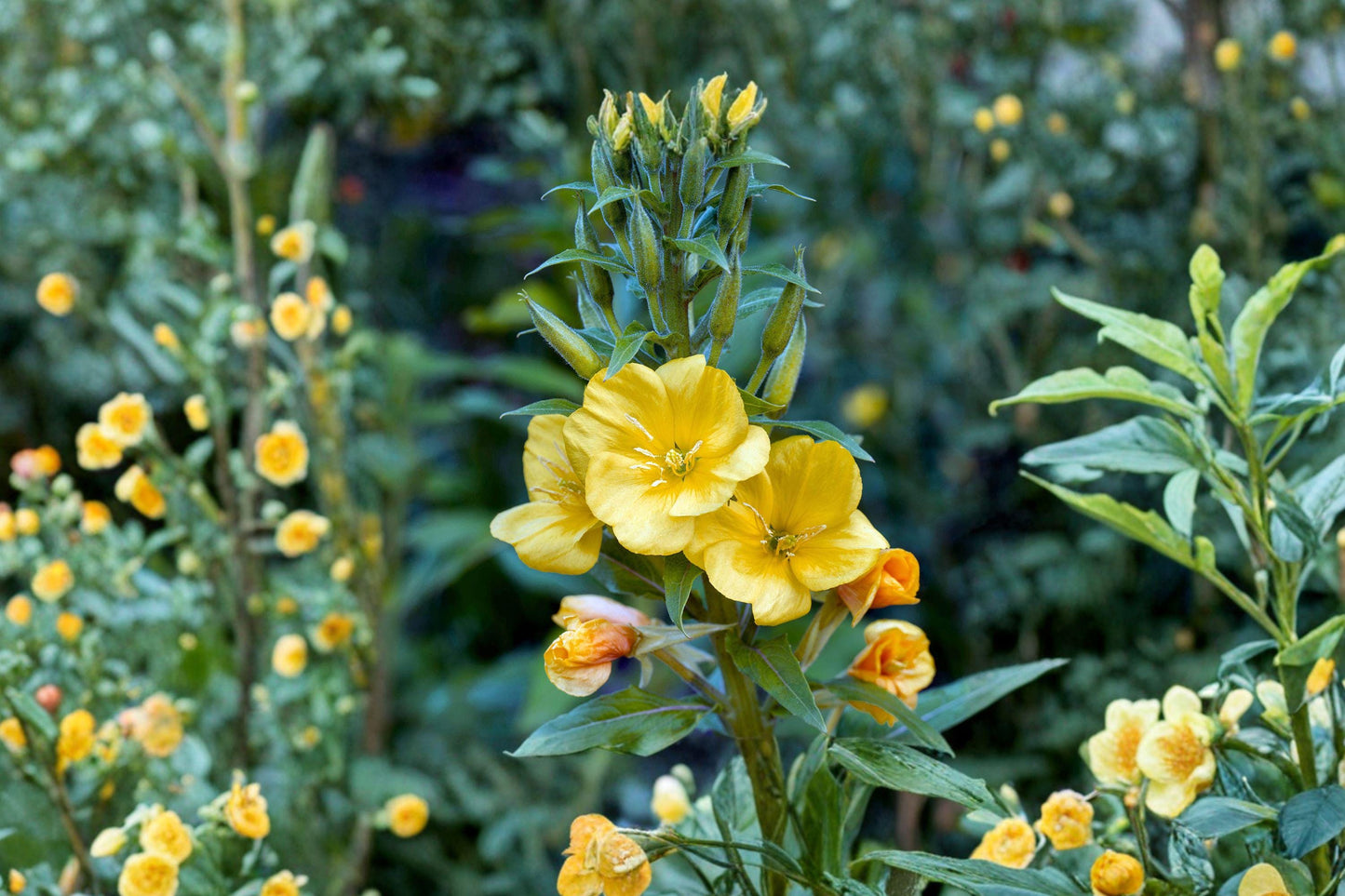 Evening Primrose Seeds - Yellow Wildflower for Pollinator Gardens, Oenothera biennis, Native North American Wildflower, Dusk Blooming