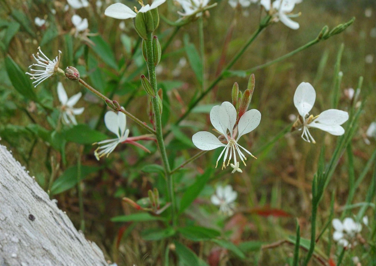 Gaura Biennis Seeds - Native White Pink Beeblossom, Pollinator Meadow Wildflower, Oenothera biennis, 25 Seeds