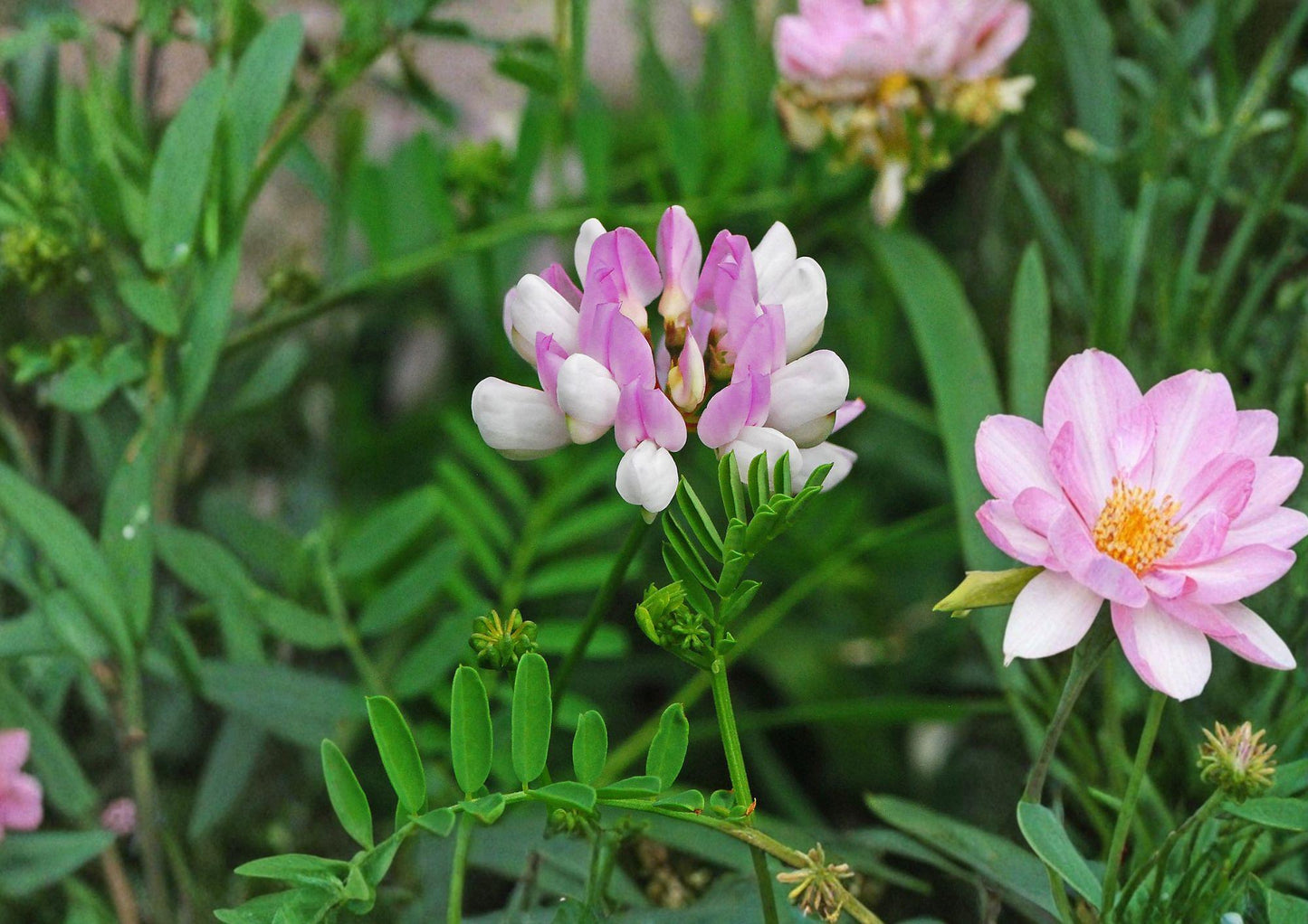 Securigera varia Crownvetch Seeds – Pink & White Perennial Groundcover for Erosion Control & Soil Stabilization