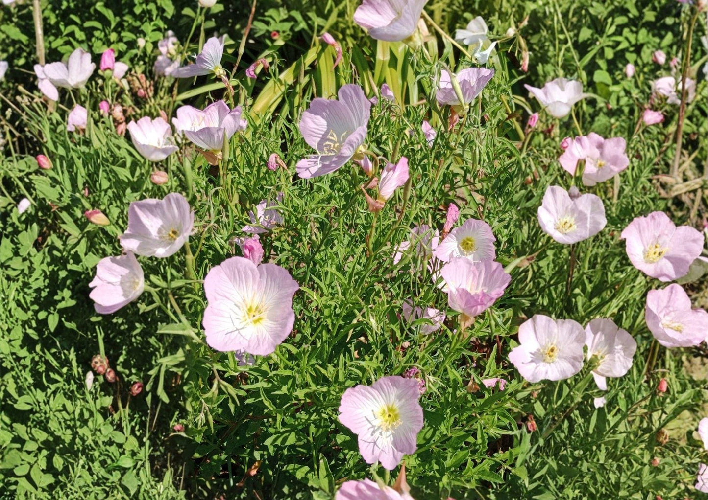 Showy Evening Primrose Seeds - Pink Wildflower Groundcover - Oenothera speciosa - Drought Tolerant, Pollinator Friendly, 500 Seeds