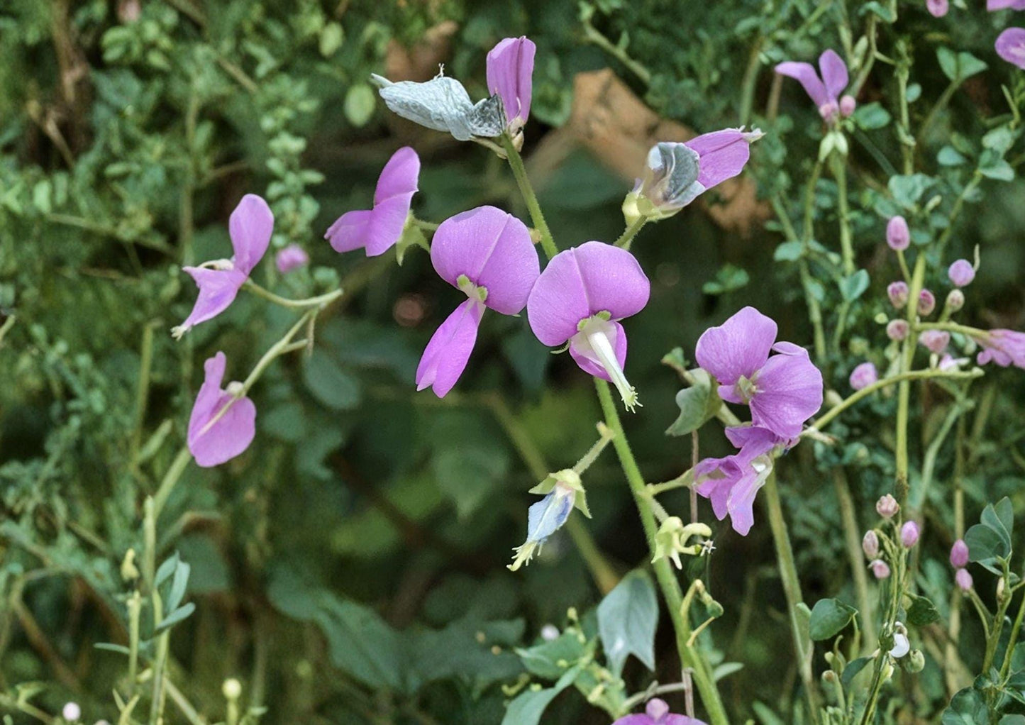 Desmodium paniculatum Panicledleaf Ticktrefoil Seeds – Native Prairie Wildflower, Pink Pollinator Perennial, Legume, 40 Seeds