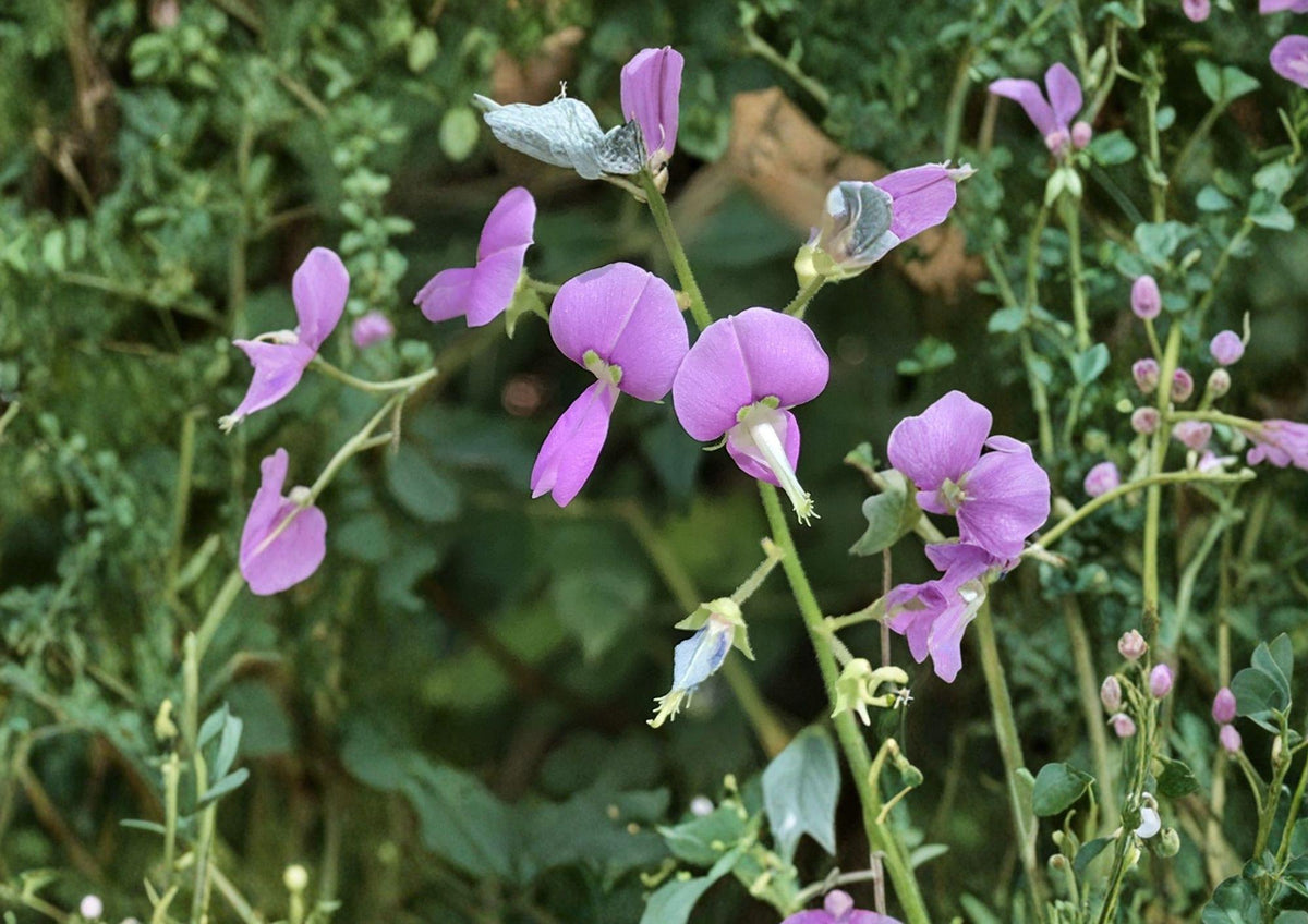 Desmodium paniculatum Panicledleaf Ticktrefoil Seeds – Native Prairie Legume, Pink Pollinator Wildflower, Perennial Plant, 40 Seeds