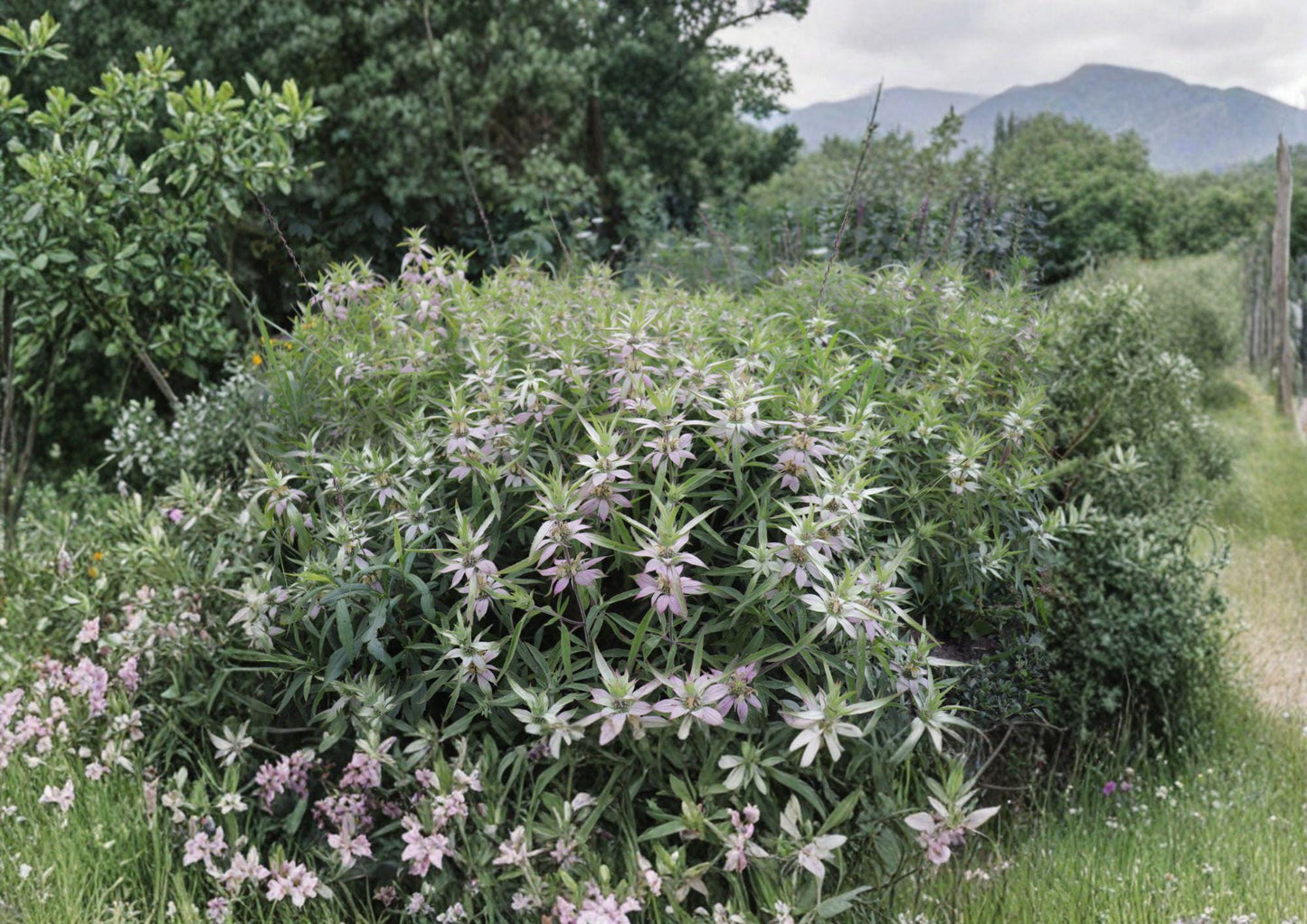Monarda punctata Spotted Bee Balm Seeds - Native Dotted Horsemint, Aromatic Pollinator Wildflower, Prairie Garden Plant, 100 Seeds