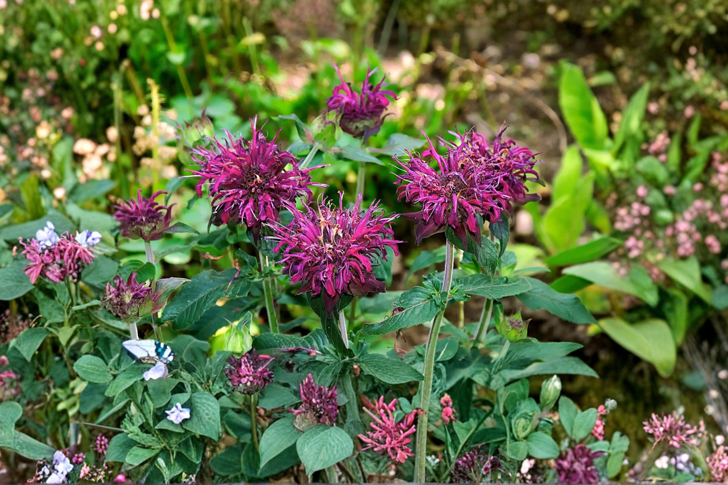 Purple Bergamot Seeds – Monarda media, Bee Balm for Pollinator Gardens, Native North American Perennial, Lavender Flowers