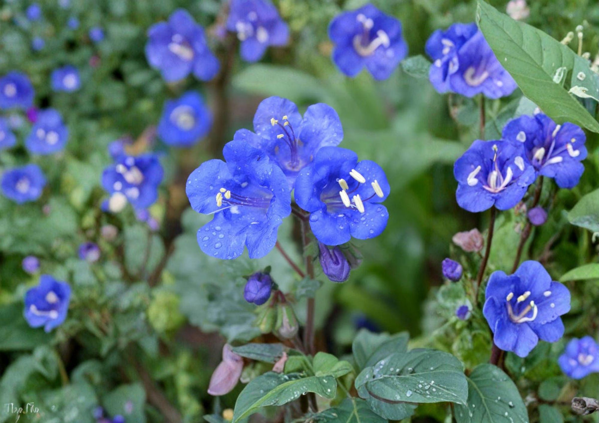 California Bluebells Seeds - Desert Wildflower, Electric Blue Bell-Shaped Blooms, Pollinator-Friendly, Phacelia campanularia, 100 Seeds