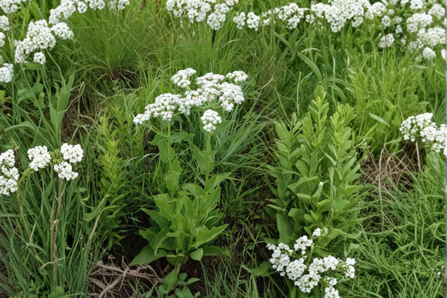 Wild Quinine Seeds – Native Prairie Wildflower, White Button Flowers, Pollinator Garden, Parthenium integrifolium, Drought Tolerant