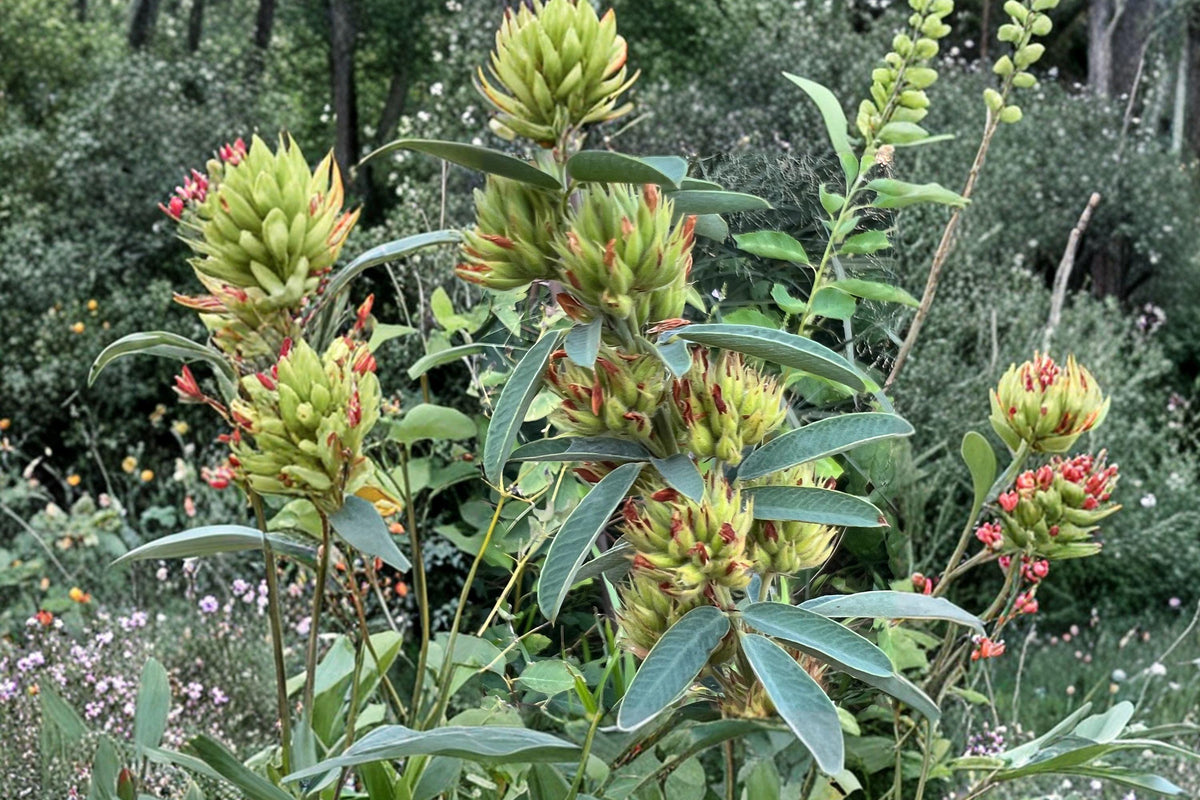 Roundhead Bush Clover Seeds – Native Prairie Perennial, Pollinator Attractant, Lespedeza capitata, Drought Tolerant, Soil-Enriching