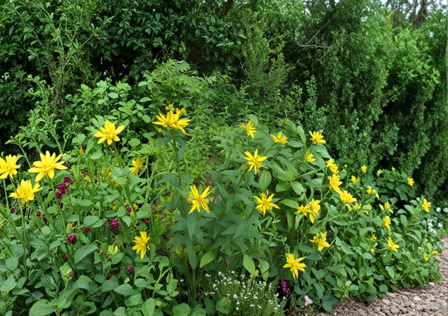 Verbesina helianthoides Yellow Crownbeard Seeds – Native Prairie Wildflower, Tall Perennial, Bright Yellow Daisy Flowers, Pollinator Attractant