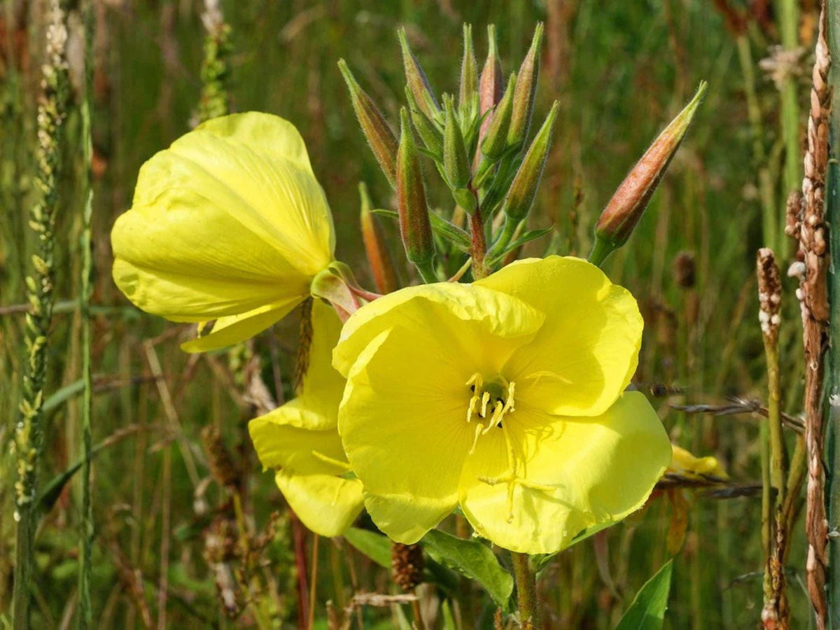 Evening Primrose Seeds (200) – Oenothera lamarckiana Yellow Wildflower – Night Blooming Pollinator Plant – Hardy Biennial