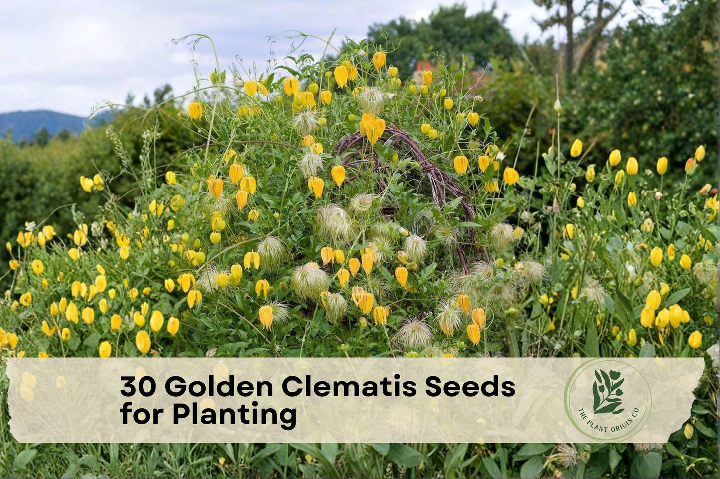 Golden Clematis Seeds, Clematis tangutica, Perennial Climbing Vine, Bright Yellow Flowers, Ornamental Seed Heads, Garden Trellis Plant