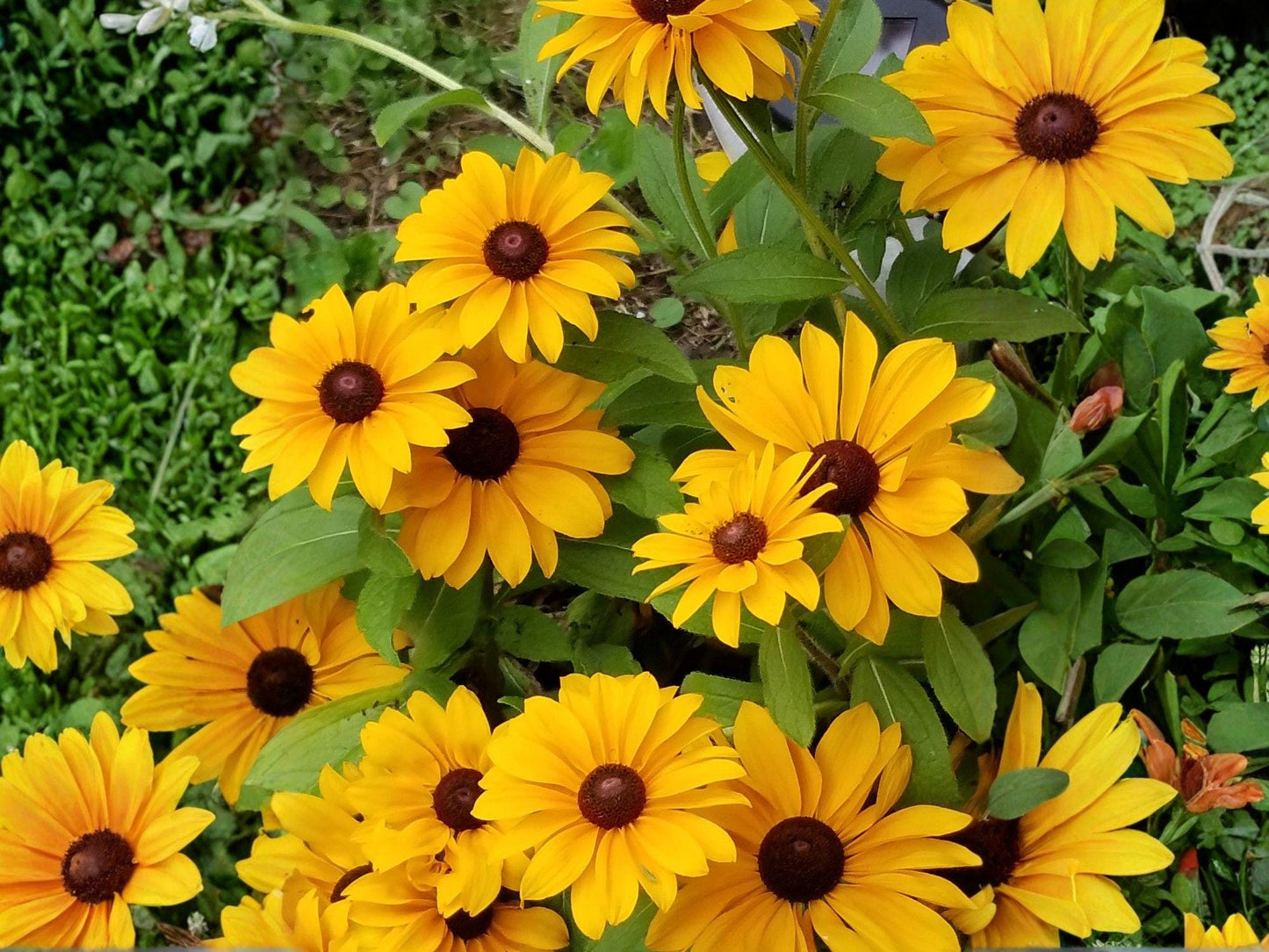 Black Eyed Susan Seeds (400) – Rudbeckia hirta, Wildflower & Pollinator Garden, Bright Yellow Flowers