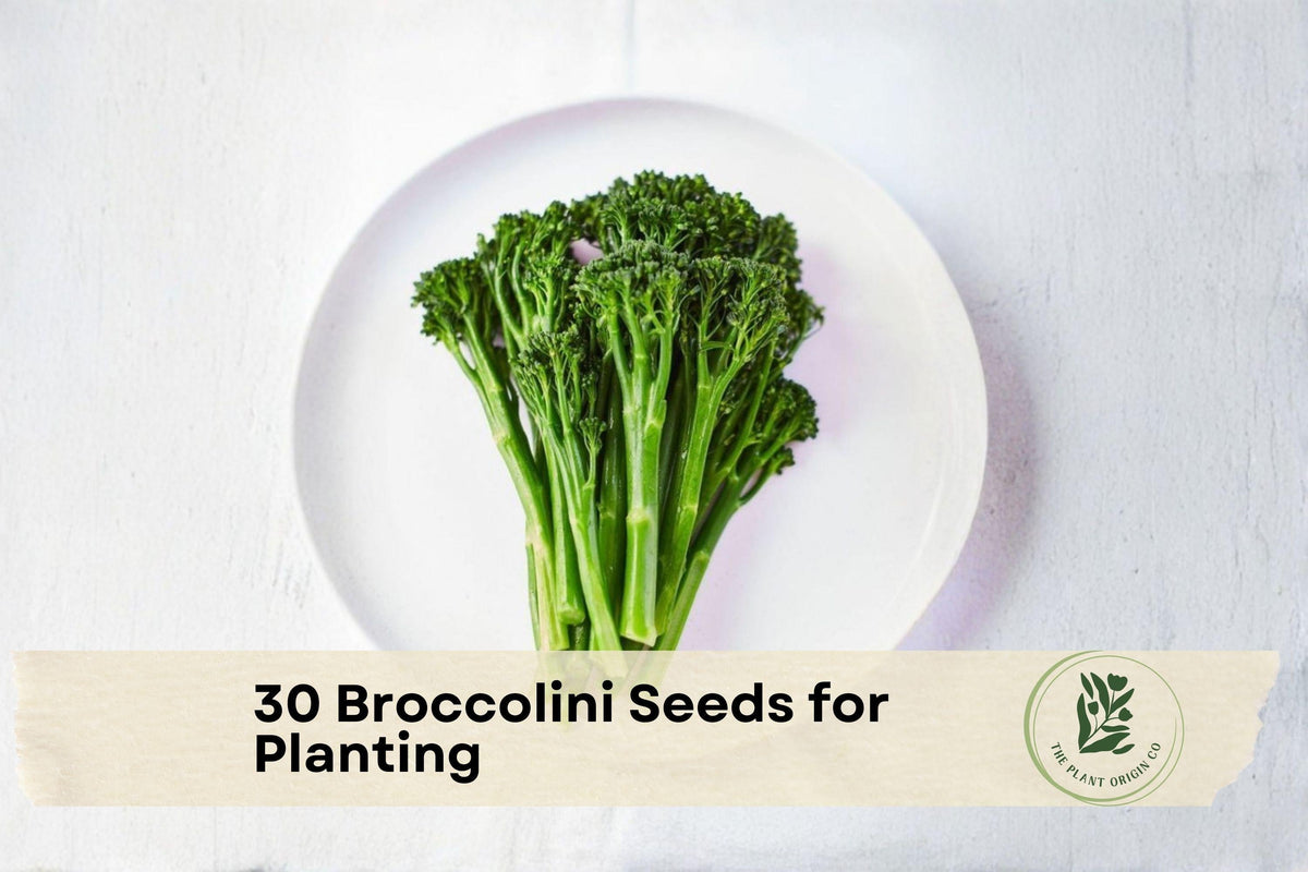 30 Broccolini Seeds - Aspabroc Hybrid Tender-Stem Broccoli for Home Gardening, Container Growing, Gourmet Vegetables