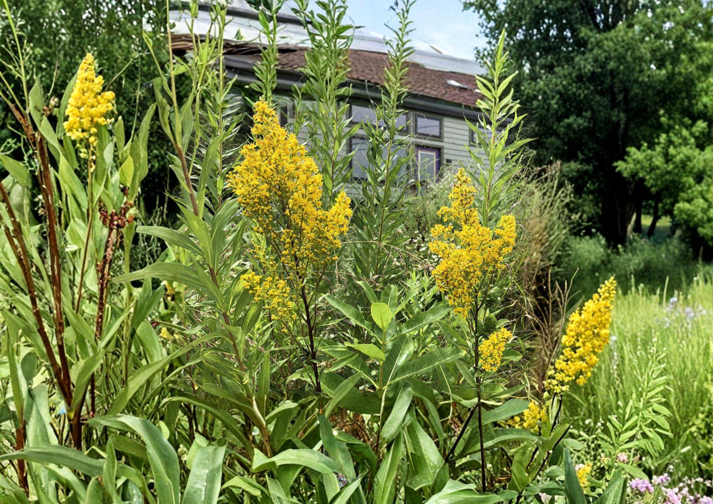 Showy Goldenrod Seeds - Solidago speciosa Native Pollinator Wildflower for Gardens & Prairies, 100 Seeds