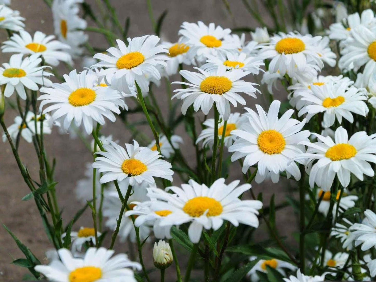Shasta Daisy Seeds – White Perennial Flowers for Cottage Garden, Chrysanthemum maximum, 100 Seeds