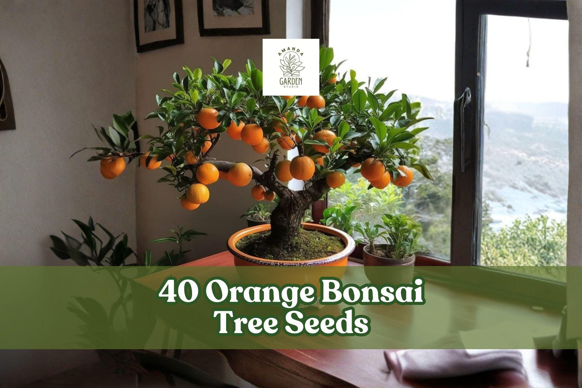 40 Orange Tree Seeds for Bonsai Cultivation - Citrus sp. Fruit Tree Seeds for Indoor & Outdoor Growing