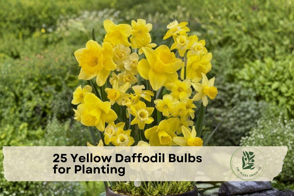 Yellow Daffodil Bulbs Bulk Pack – Dutch Master Narcissus for Spring Blooming, Perennial Flowering Bulbs