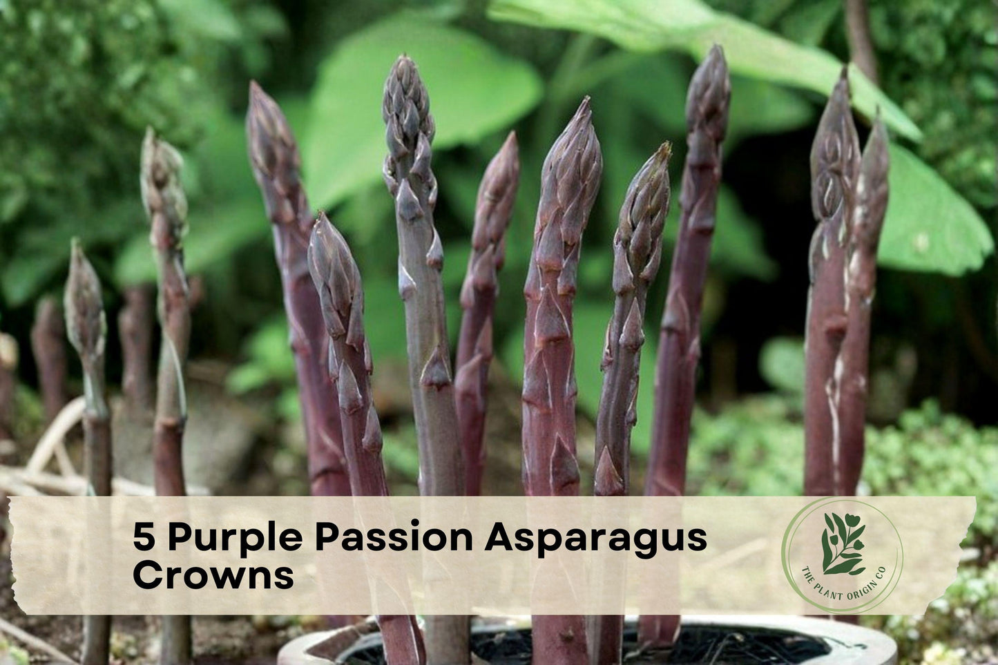 Purple Passion Asparagus Crowns - 2-Year-Old Bare Root Perennial Vegetable Plants for Home Garden