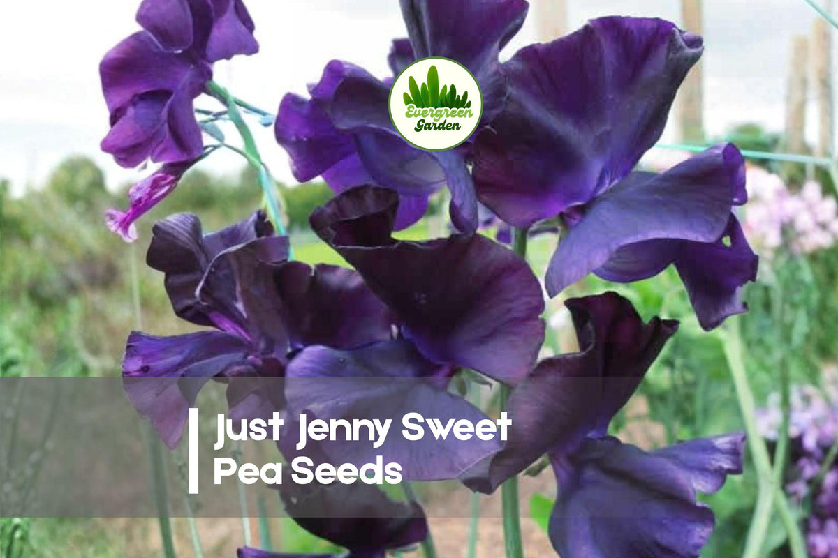 Just Jenny Sweet Pea Seeds – Lavender-Pink Fragrant Climbing Vines for Gardens & Cut Flowers, Lathyrus odoratus, 50 Seeds