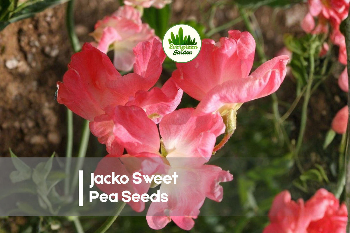 Jacko Sweet Pea Seeds – Deep Purple Fragrant Climbing Vines for Gardens & Cut Flowers, Lathyrus odoratus, 50 Seeds