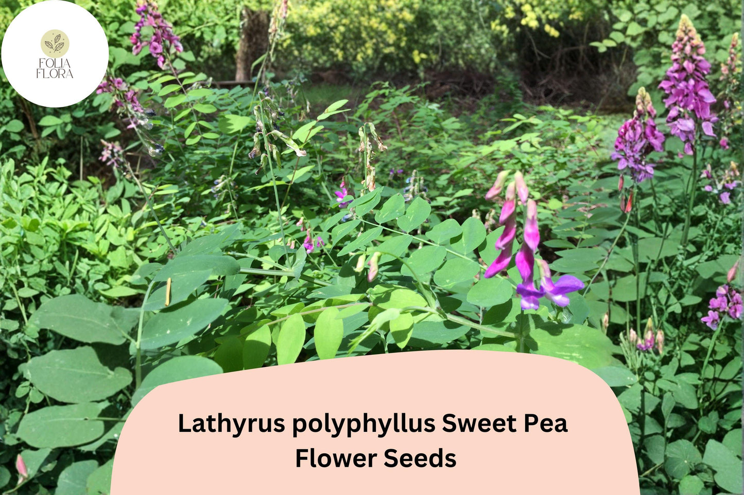 50+ Lathyrus polyphyllus Perennial Sweet Pea Seeds | Purple Climbing Vine for Garden Trellis & Fences