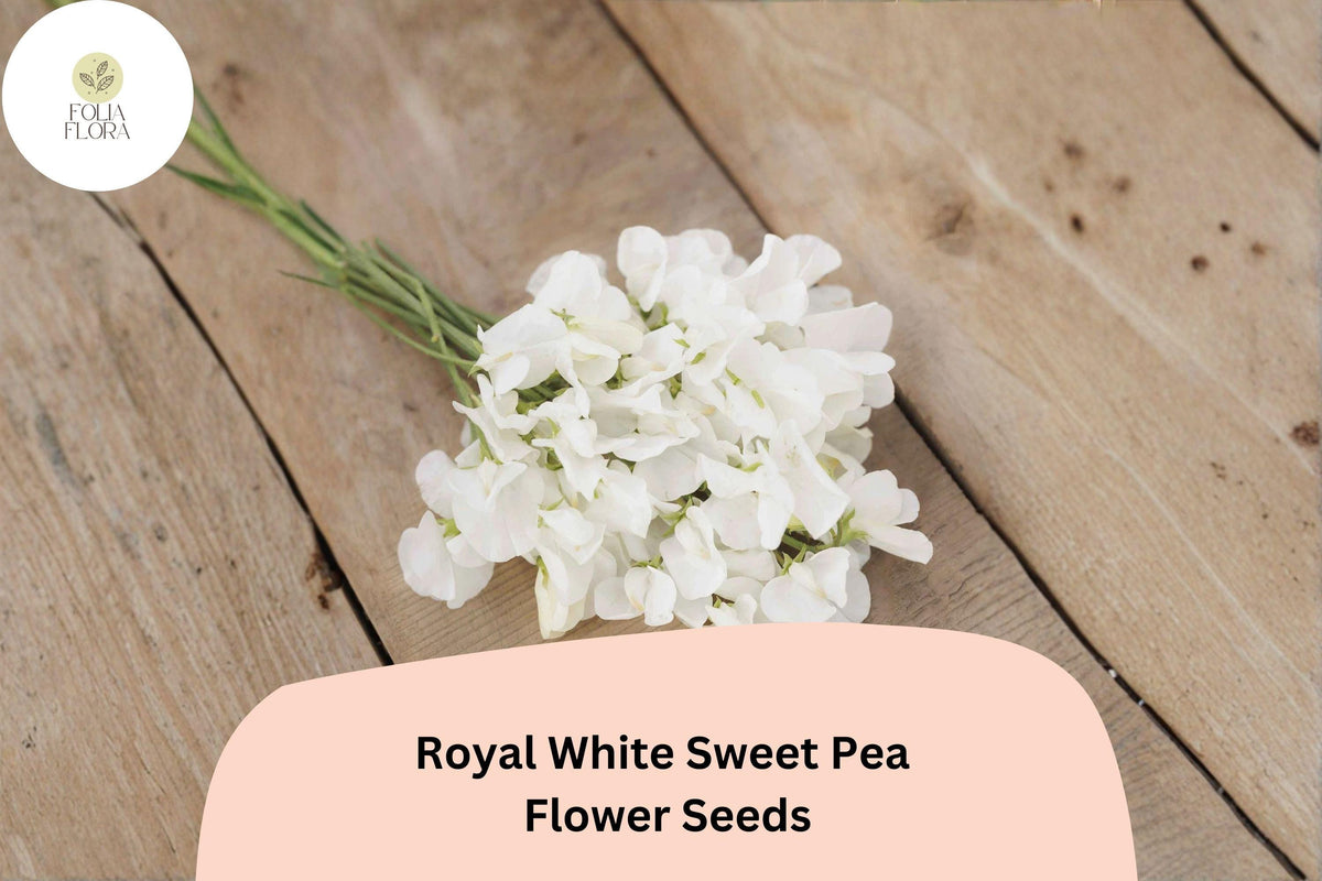 Royal White Sweet Pea Seeds | Climbing Flower Pack | White Lathyrus odoratus for Trellis & Garden