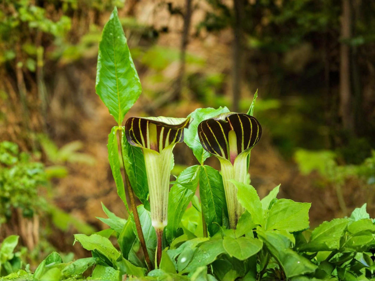 Jack-in-the-Pulpit Seeds – Arisaema triphyllum Native Woodland Perennial – Rare Shade Garden Plant – 5 Seeds