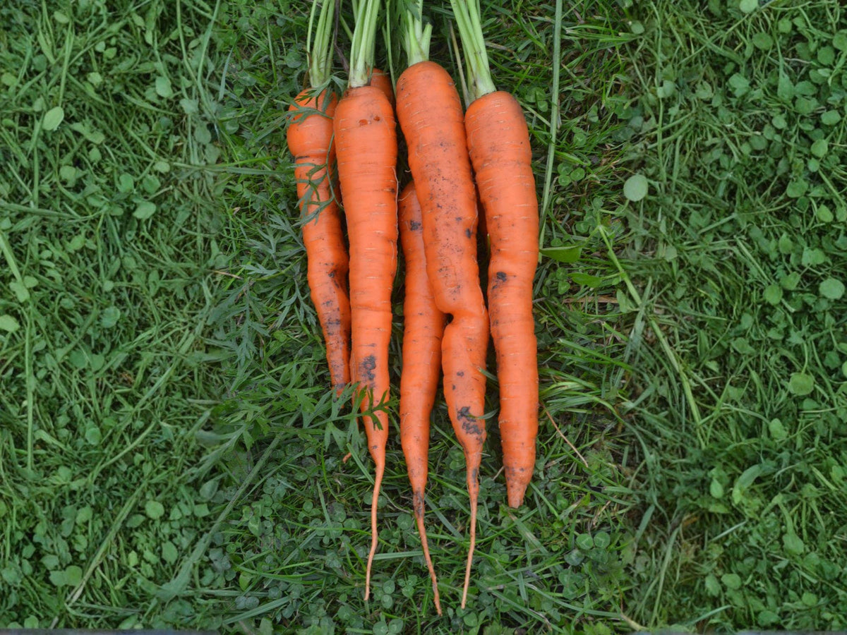 Tendersweet Carrot Seeds – 500 Heirloom Long Roots – Extra Sweet, Tender, Deep-Orange Root Vegetable for Garden, Juicing, and Fresh Eating