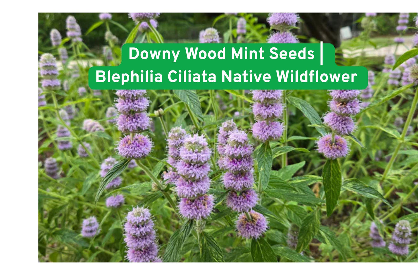 Downy Wood Mint Seeds | Blephilia Ciliata | Native Wildflower for Shade Gardens & Pollinator Habitat