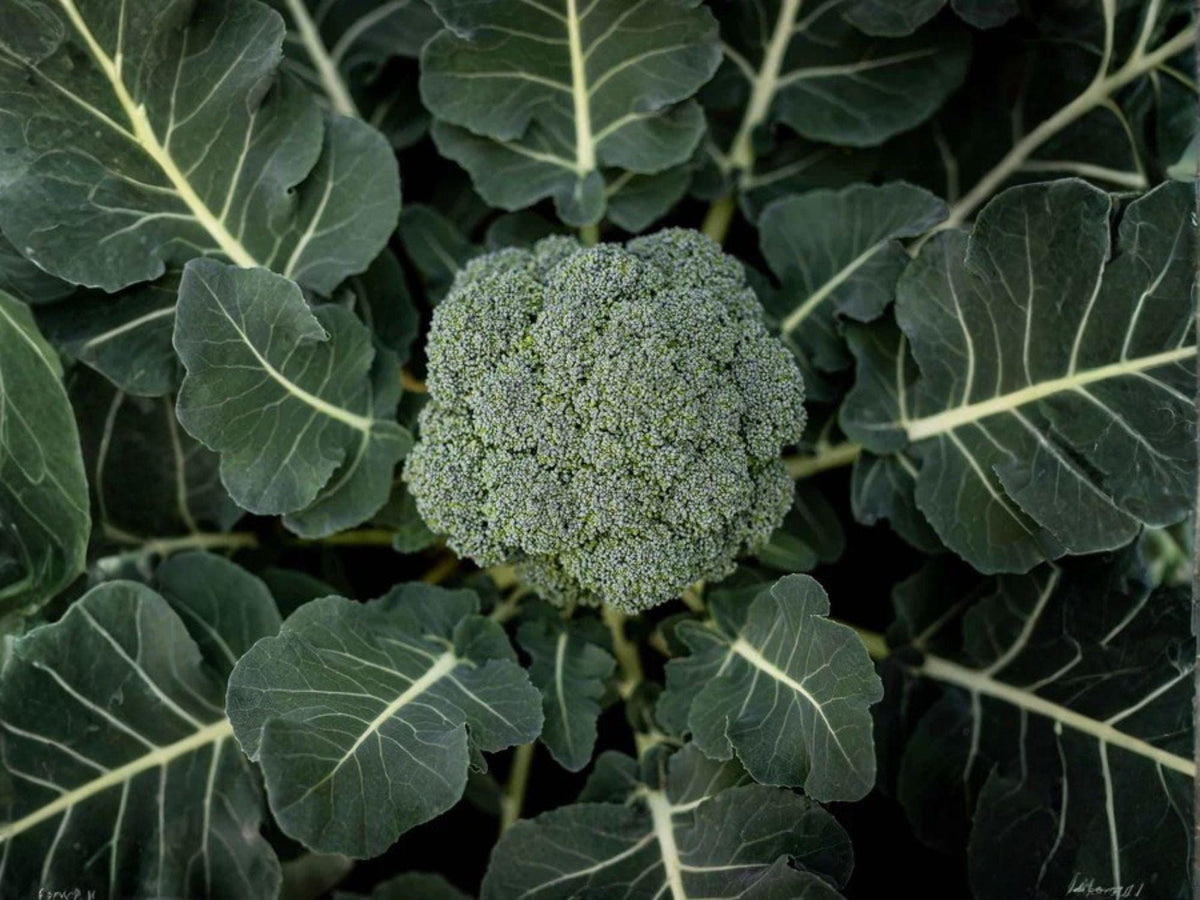 Green Sprouting Calabrese Broccoli Seeds – Heirloom Italian Vegetable for Spring & Fall Gardens, 500 Seeds