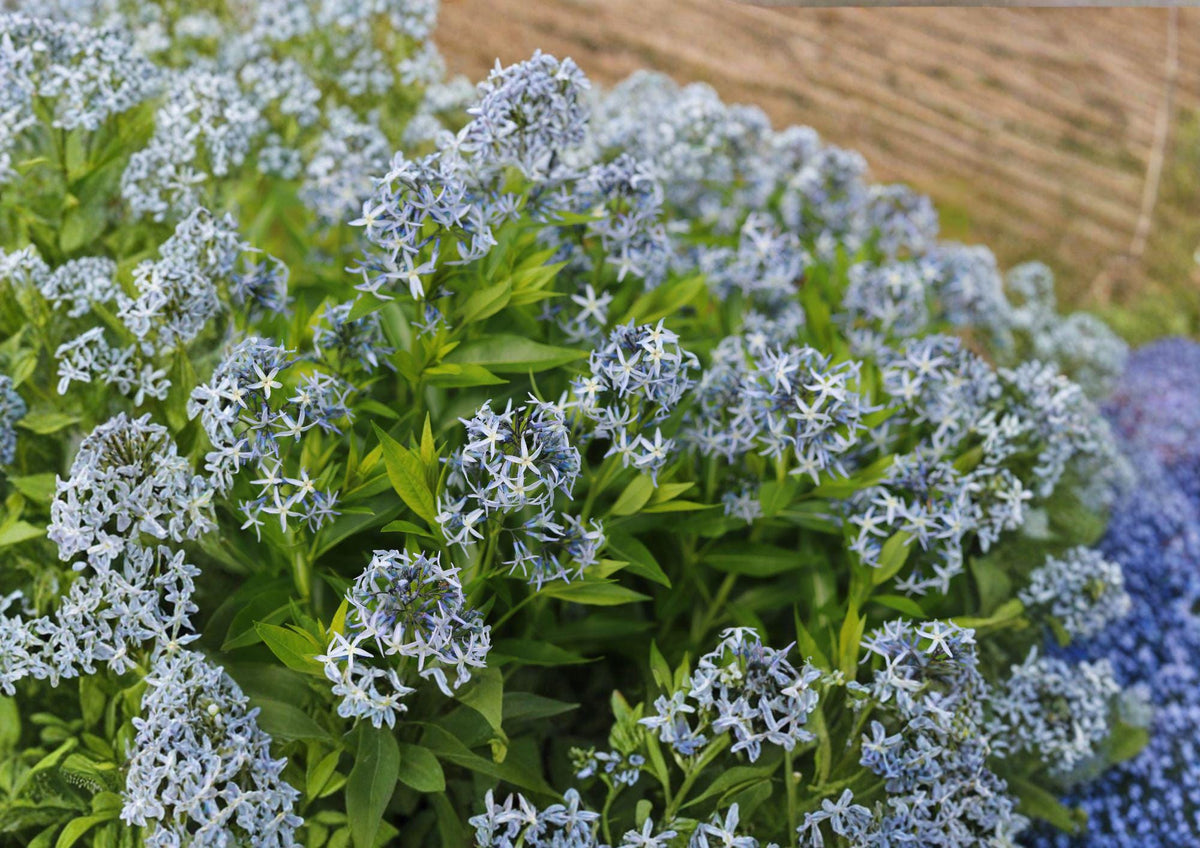 Eastern Bluestar Seeds - Amsonia tabernaemontana, Native Wildflower, Perennial, Blue Star Flowers, Pollinator Garden Seeds (10 Seeds)