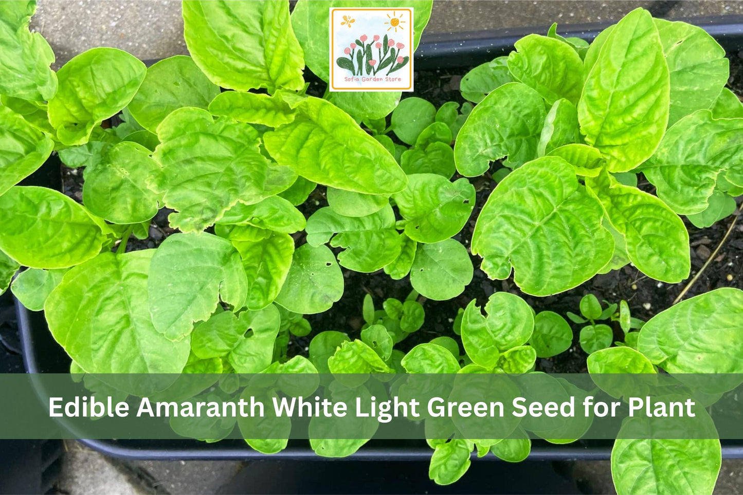 500 White Light Green Amaranth Seeds | Edible Leafy Greens | Amaranthus viridis | Fast-Growing Vegetable for Garden & Containers