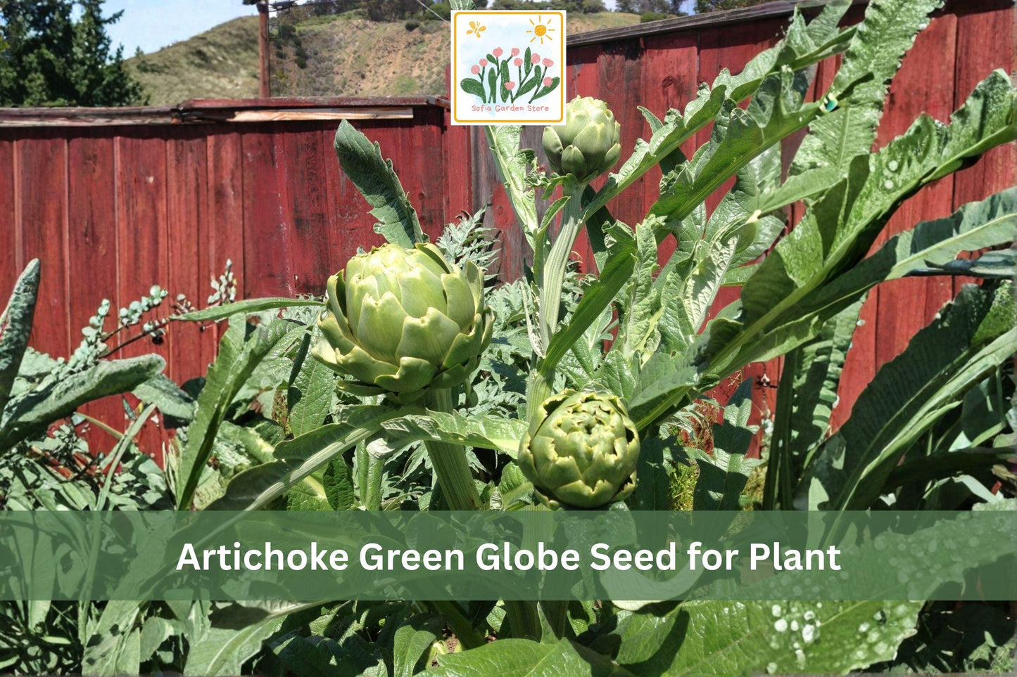 Artichoke Seeds Green Globe | Heirloom Vegetable Cynara cardunculus var. scolymus | Perennial Garden Plant (10 Seeds)