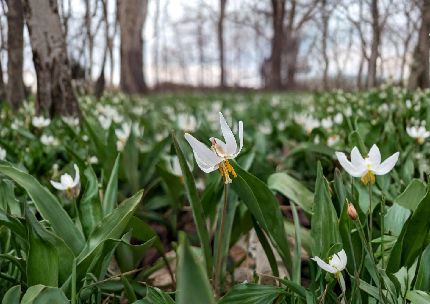 White Trout Lily Seeds - Native Spring Wildflower, Shade Garden, Erythronium albidum, Early Blooming, Pollinator-Friendly, 5 Seeds