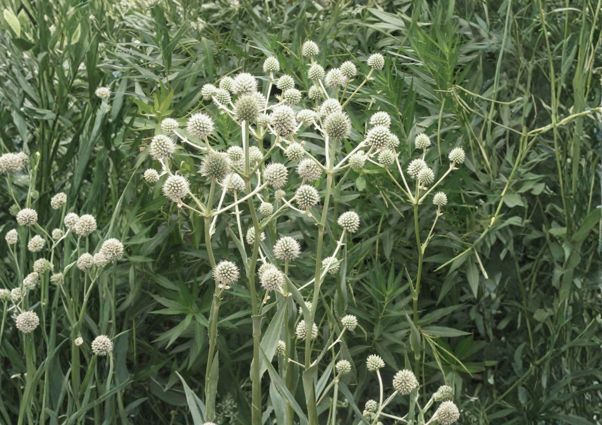 Rattlesnake Master Seeds, Native Prairie Perennial, Eryngium yuccifolium, Drought-Tolerant Wildflower for Pollinator Gardens