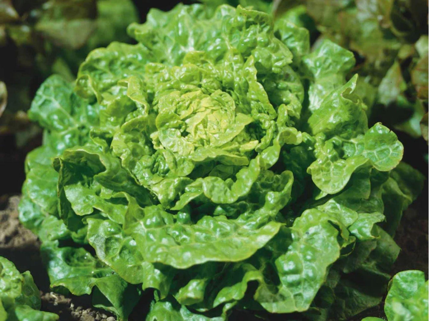Tom Thumb Lettuce Seeds – Heirloom Butterhead, Non-GMO, Compact Green Leaves, Lactuca sativa, 1000 Seeds