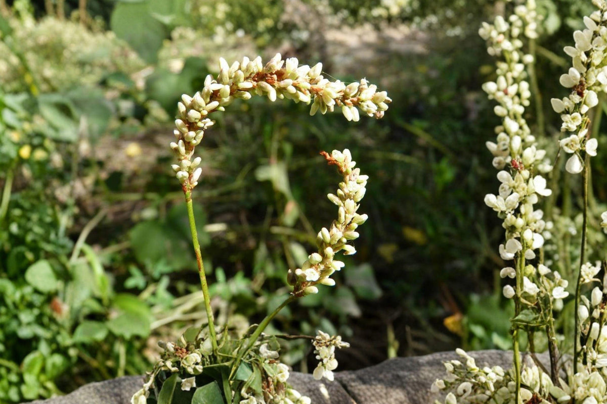 Smartweed Seeds - Persicaria Punctata Pink Wetland Wildflower for Rain Gardens & Wetlands, Native North American Annual