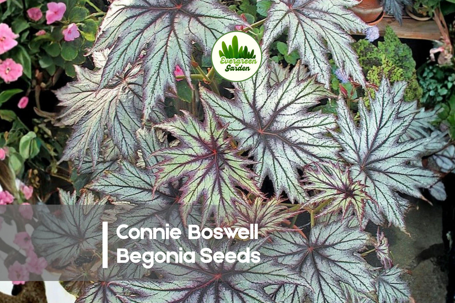 25+ Connie Boswell Begonia Seeds – Tuberous Perennial, Pink & Cream Bi-Color, Ideal for Hanging Baskets & Containers