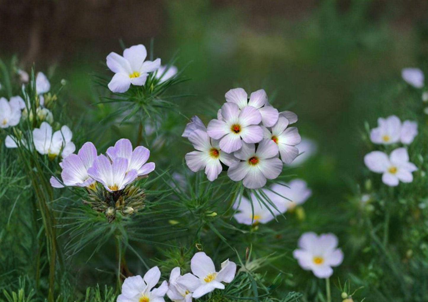 Mountain Phlox Seeds, Pink & Blue Wildflower, Linanthus grandiflorus, Annual Flower for Borders & Wildflower Gardens