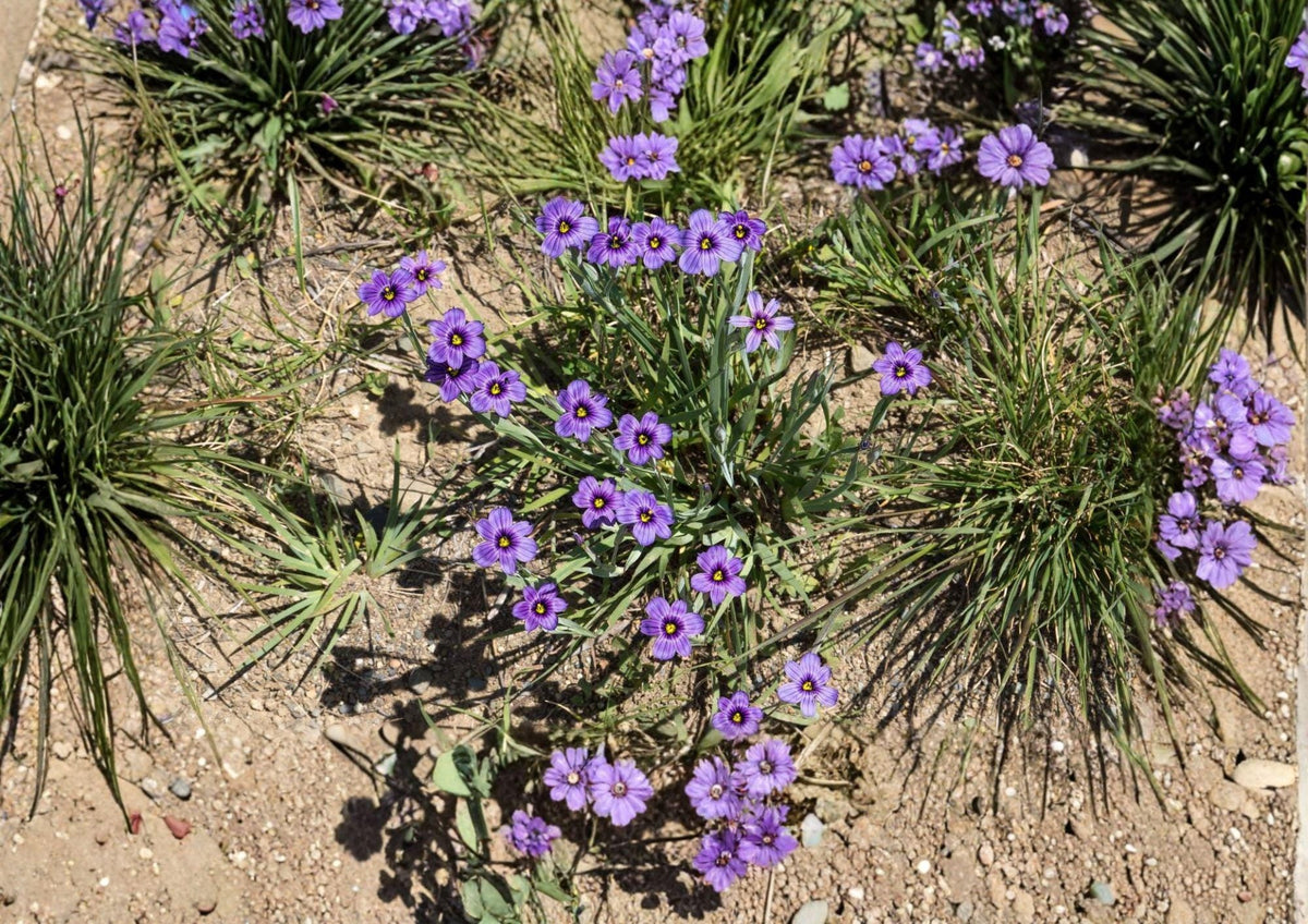 California Blue Eyed Grass Seeds, Native Sisyrinchium bellum, Purple Wildflower, 100 Seeds for Native Gardens and Pollinator Attracting