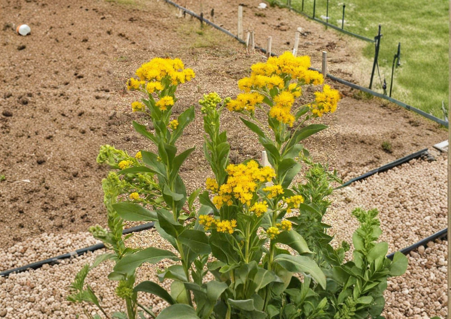 Stiff Goldenrod Seeds - Native Prairie Perennial Wildflower - Solidago rigida - Bright Yellow, Drought Tolerant, Pollinator-Friendly